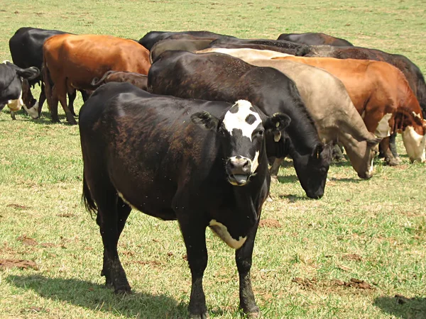Photograph Cattle Grazing Field — Stock Photo, Image