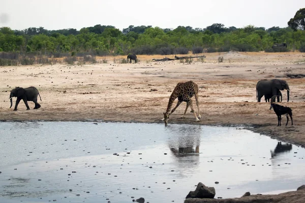 Hayvanat Bahçesi Savannah Bitkisinin Manzarası — Stok fotoğraf