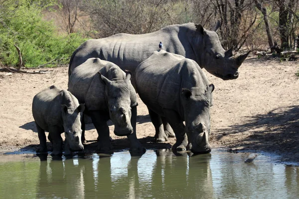 Velké Africké Zvíře Slon — Stock fotografie