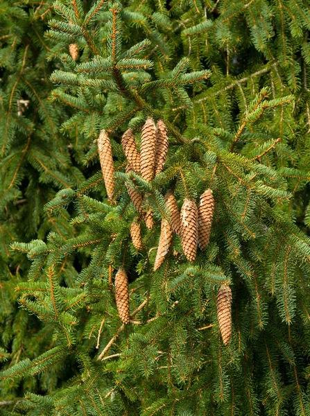 Conos Abeto Abeto Árbol Navidad Noruega Que Maduran Árbol — Foto de Stock