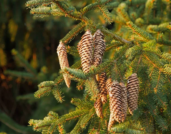 Fir Tree Cones Dispara Sobre Árbol — Foto de Stock