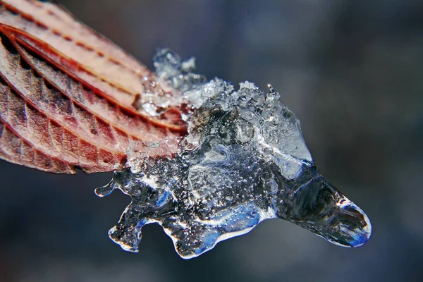 Queda Inverno Incomum Início — Fotografia de Stock