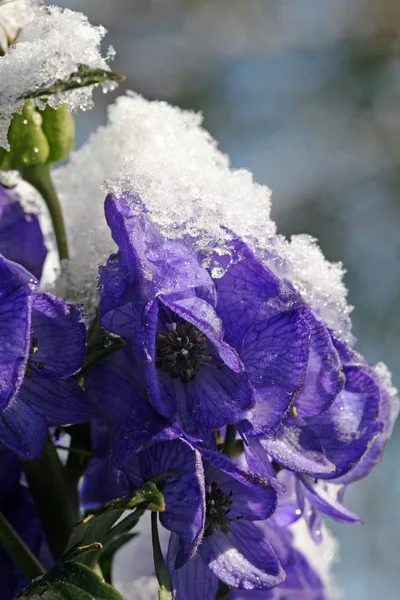 Fiori Larice Ricoperti Neve — Foto Stock