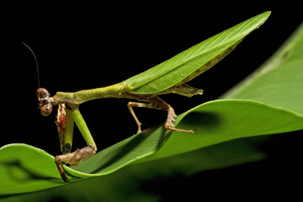 Προσευχή Mantis Έντομο Bug — Φωτογραφία Αρχείου
