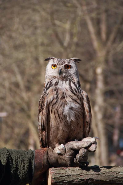 closeup view of eagle owl at wild nature