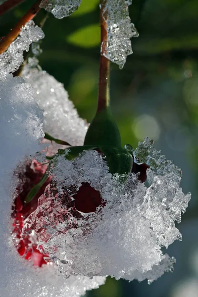 Роза Снежной Мантии — стоковое фото