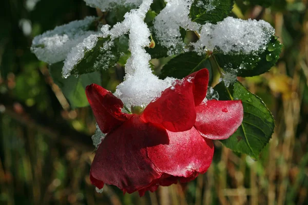 Neve Bianca Rosa Rossa — Foto Stock