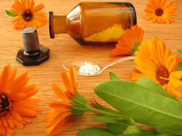 Homeopatik Küreler Kadife Çiçekleri — Stok fotoğraf
