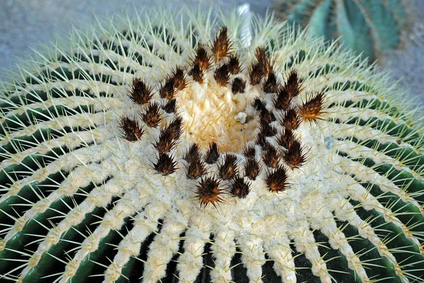 熱帯植物サボテンサボテンサボテンサボテン — ストック写真