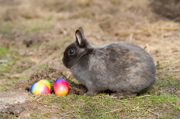 野兔与复活节彩蛋 — 图库照片