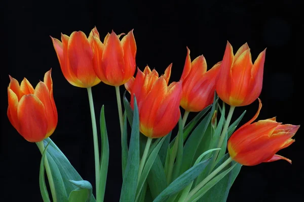 Fleurs Tulipes Printemps Flore — Photo