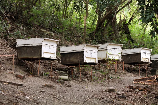 Bienenstöcke Wald — Stockfoto