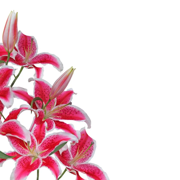 Lilienblüten Isoliert Auf Weiß — Stockfoto