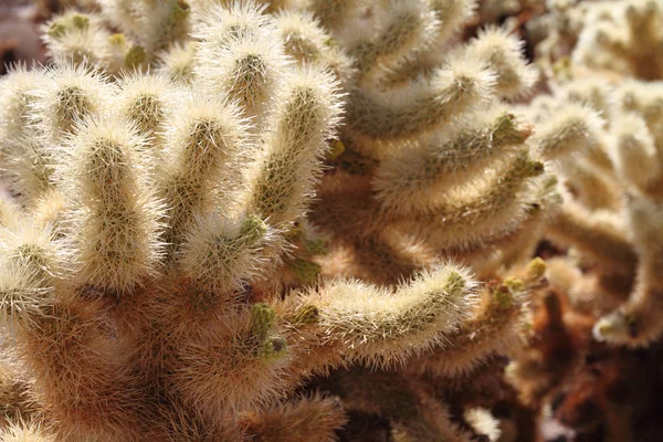 Primer Plano Cactus Cholla —  Fotos de Stock