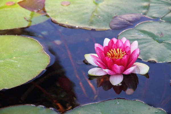 Lotus Water Lily Flower Petals Aquatic Plant — Stock Photo, Image