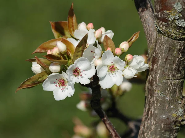 tree blossom, spring flowers on tree branches