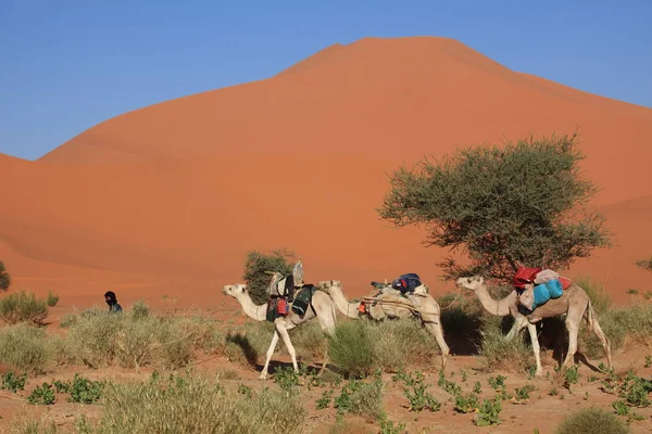 Tuaregs Sahara — Stock Photo, Image