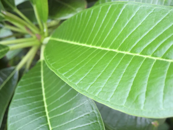 Closeup Των Πράσινων Φύλλων Μιας Plumeria — Φωτογραφία Αρχείου