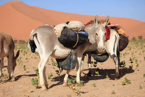 Verpakt Ezel Sahara — Stockfoto
