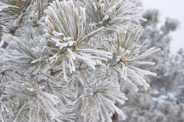 Hoar Frost Zamrzlé Borovici — Stock fotografie