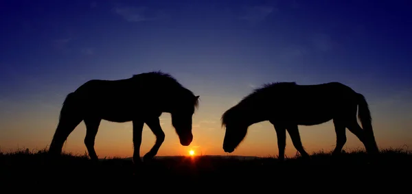 Cavalos Icelandicos Antes Pôr Sol — Fotografia de Stock