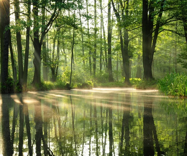 Schöne Aussicht Auf Die Natur — Stockfoto