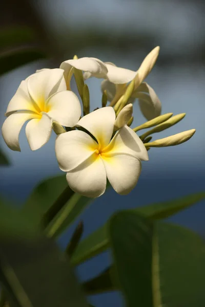 Frangipani Plumeria Pétalos Flores — Foto de Stock