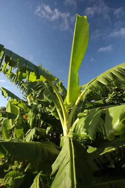 Plátano Tropical Planta Exótica — Foto de Stock