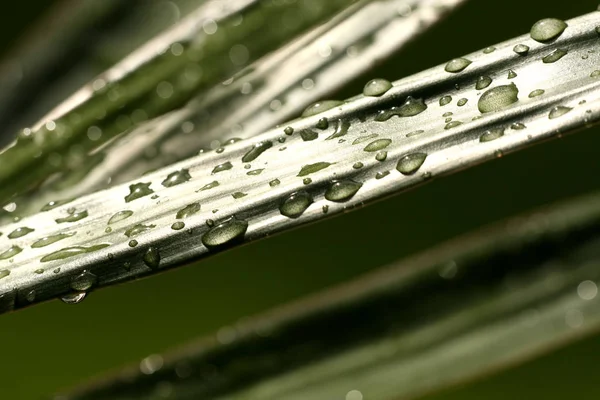 Schöne Botanische Aufnahme Natürliche Tapete — Stockfoto