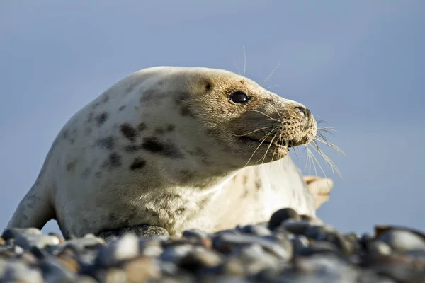 Zeedier Zeezoogdier — Stockfoto