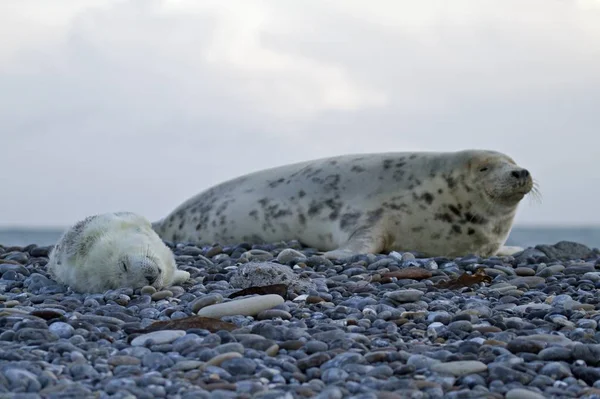 Focas Animais Mamífero Marinho — Fotografia de Stock