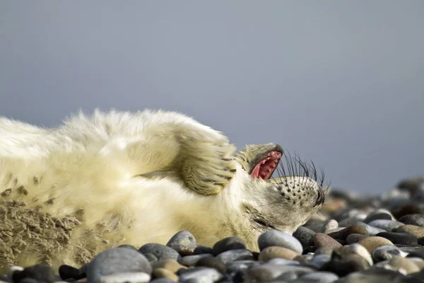 Vue Panoramique Sur Les Jeunes Animaux — Photo