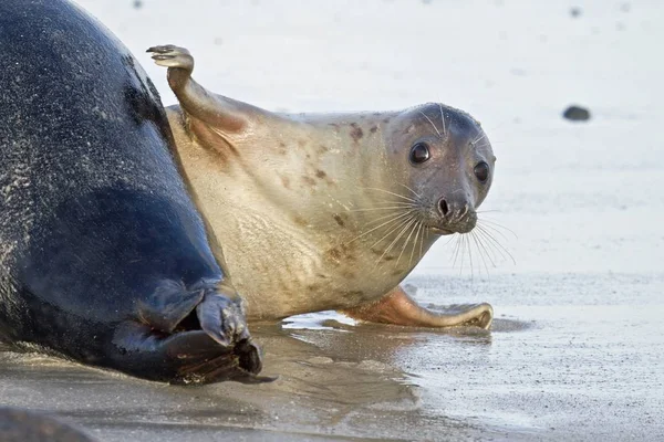 Морська Тварина Печатка Ссавця — стокове фото