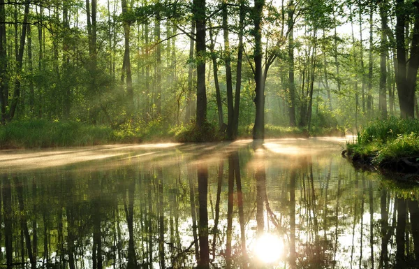 Ranní Nálada Spreewaldu — Stock fotografie