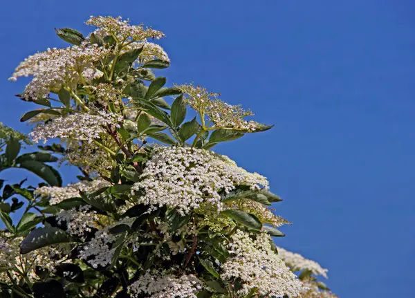 白色接骨木花 植物植物 — 图库照片