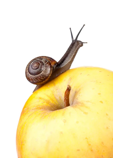 Trädgårdssnigel Och Äpple Vit Bakgrund — Stockfoto