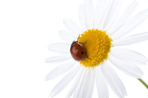 Ladybird Μια Μαργαρίτα Πάνω Από Λευκό Φόντο Ένα Κοντινό — Φωτογραφία Αρχείου
