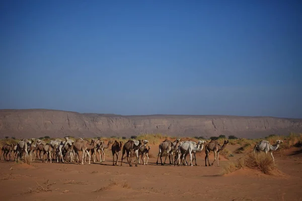 Nomades Des Saharas — Photo