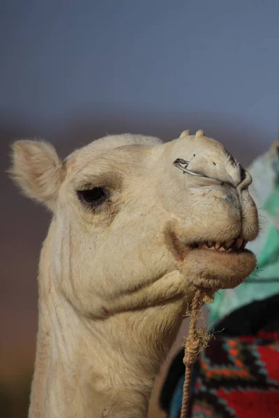 Arabische Kameel Dier Zoogdier — Stockfoto