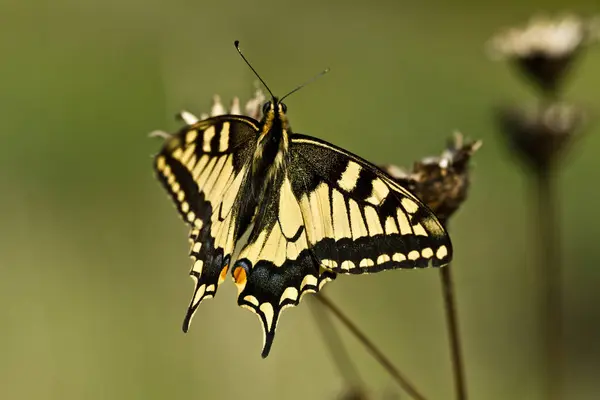 Vista Primer Plano Hermosa Mariposa Colorida — Foto de Stock