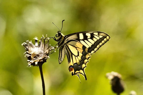 Vista Primer Plano Hermosa Mariposa Colorida —  Fotos de Stock