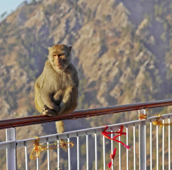 Retrato Vertical Macaca Radianta Monkey Vaishno Devi India — Foto de Stock