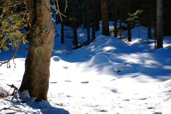 Winter Magic Snow Covered Nature — Stock Photo, Image