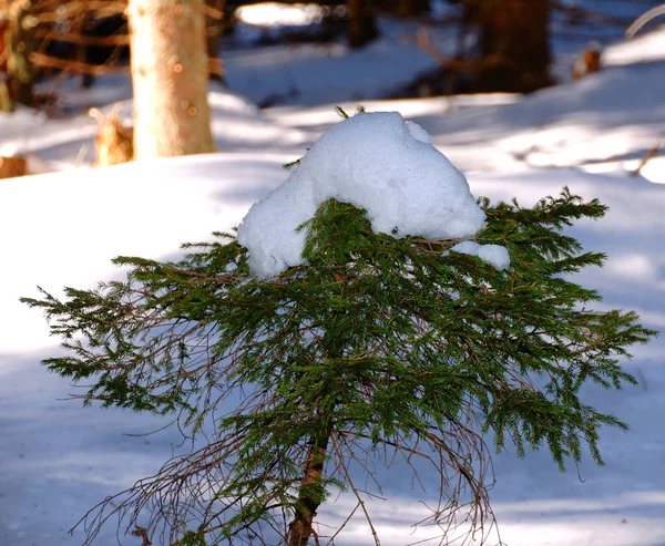 Зимова Магія Вкрита Снігом Природа — стокове фото