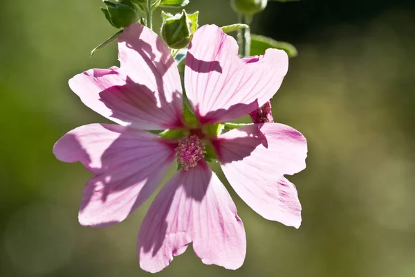 Mooie Bloemen Bloem Concept Achtergrond — Stockfoto