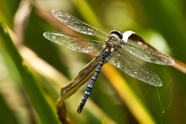 Bug Della Natura Con Ali Insetti Della Natura — Foto Stock