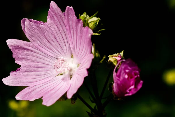 Skönhet Blommande Växt Vid Dagtid — Stockfoto