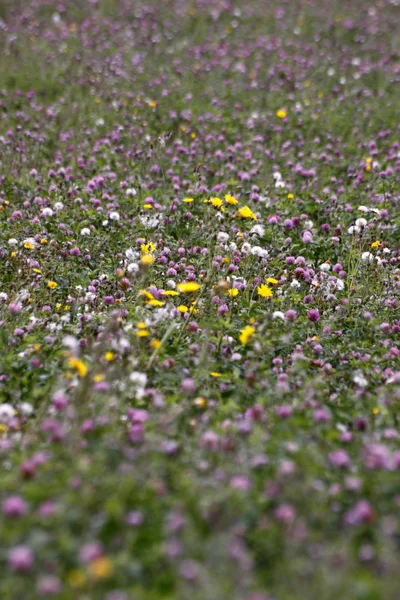 Närbild Vackra Sommarblommor — Stockfoto