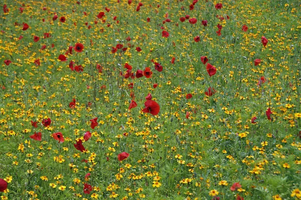 Close Beautiful Summer Flowers — Stock Photo, Image