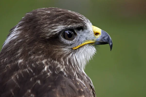 Vue Panoramique Sur Majestueux Prédateur Buzzard — Photo